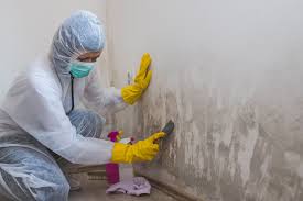 Best Basement Mold Removal in USA